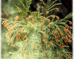 今年の花粉症
