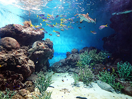 院長プロフィール