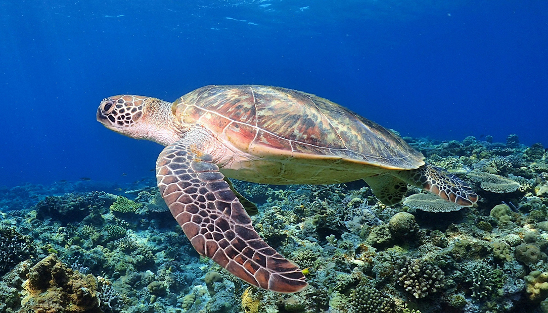 スキューバダイビングをされている方へ